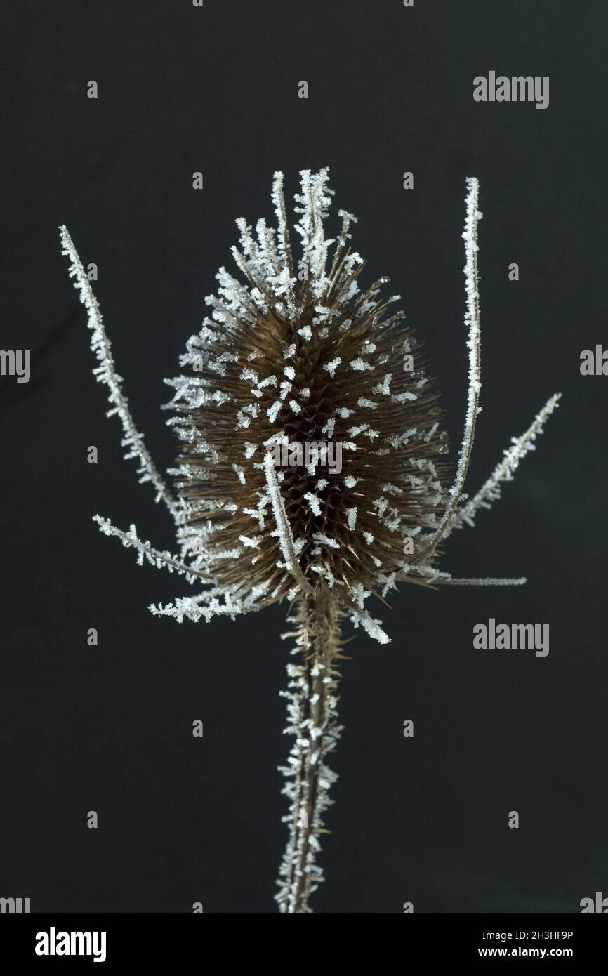 Kardoondistel, dipsacus, Reif, Stockfoto