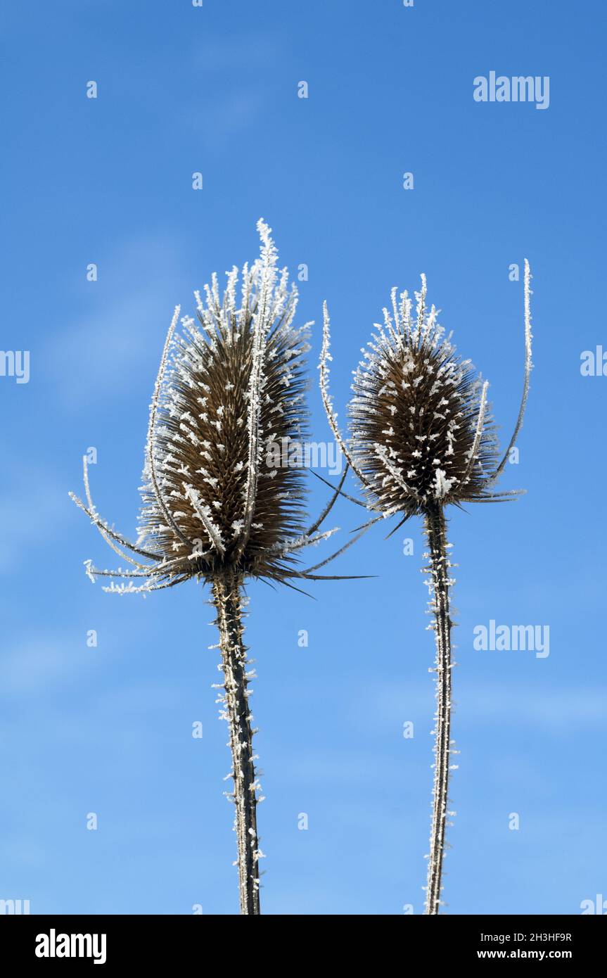 Kardoondistel, dipsacus, Reif, Stockfoto