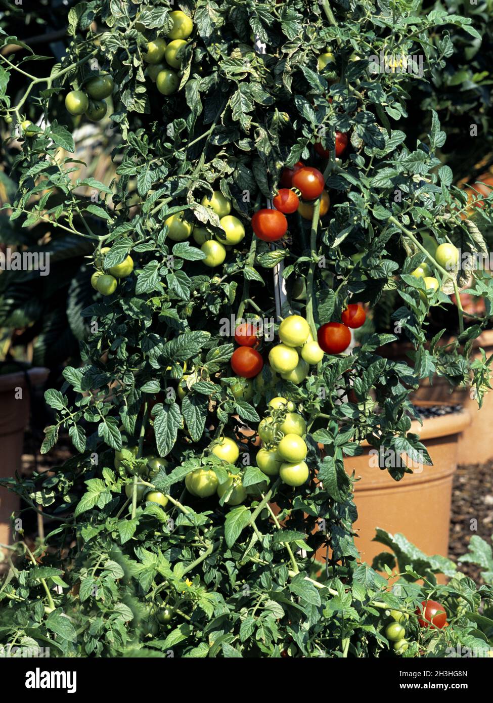 Tomaten auf der Terrasse Stockfoto