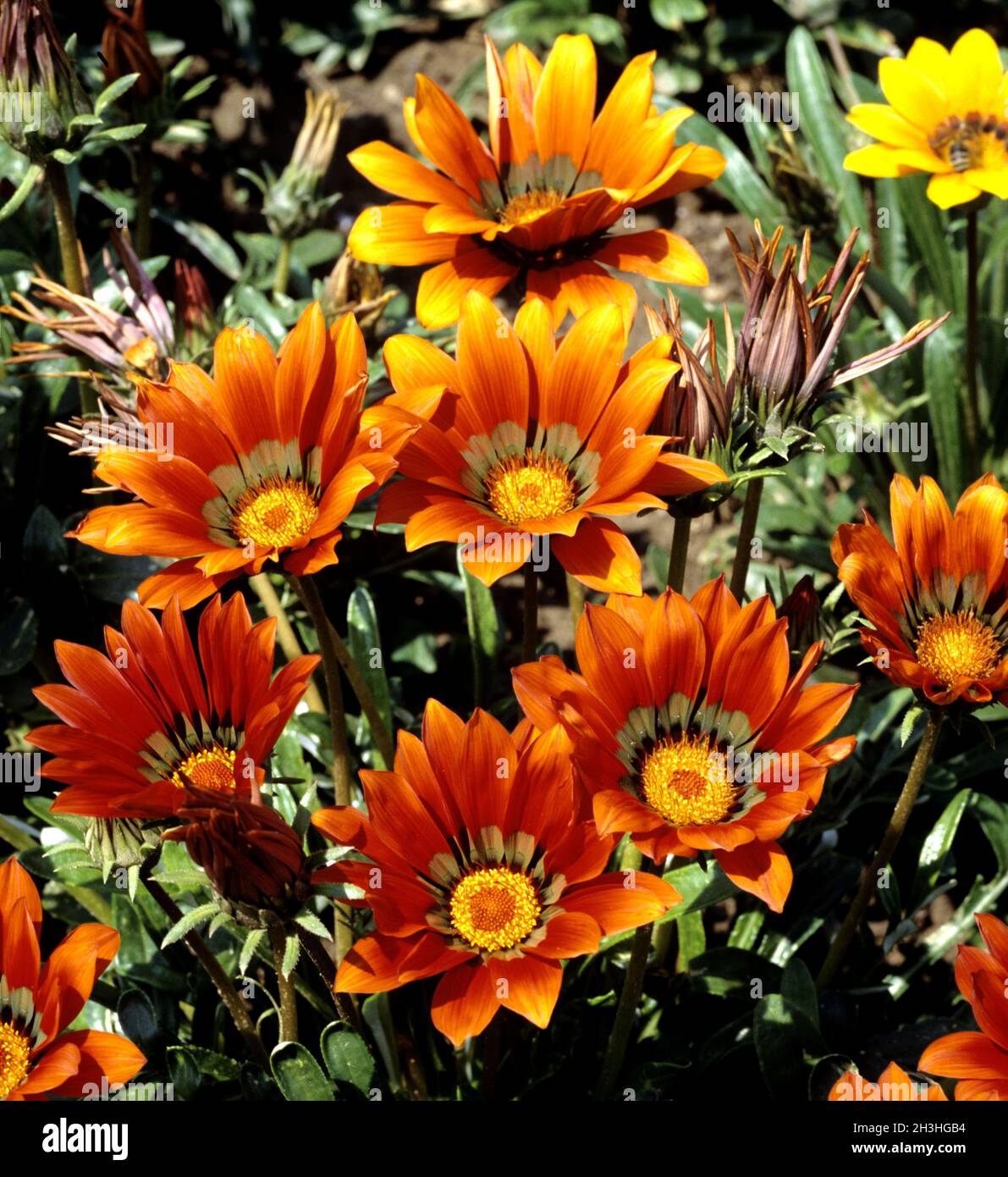Lunch Gold, Gazania Hybrid Stockfoto