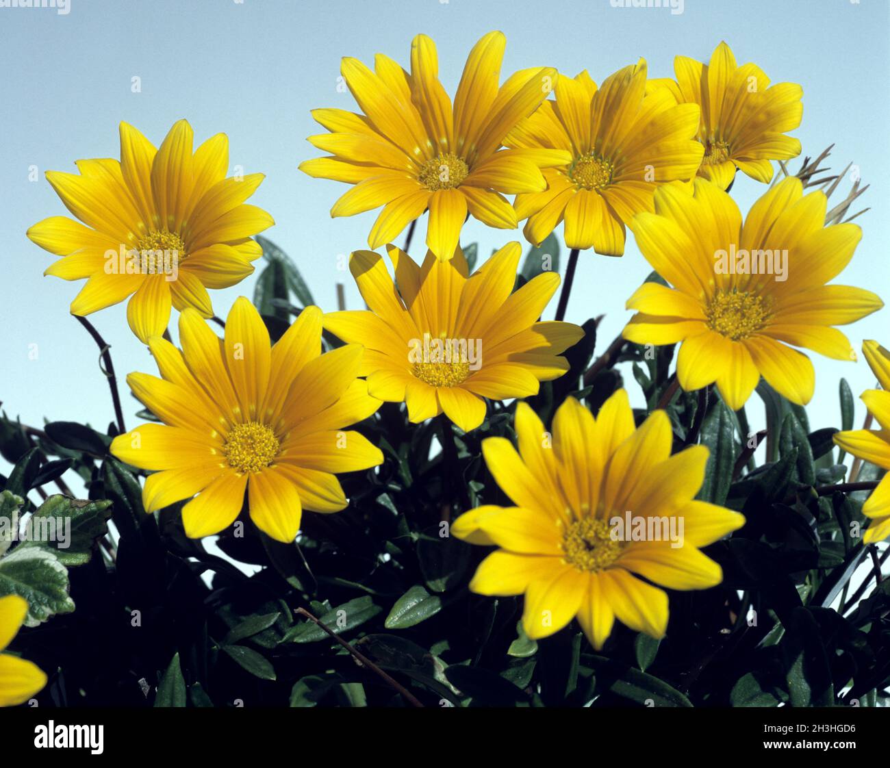 Lunch Gold, Gazania Hybrid Stockfoto