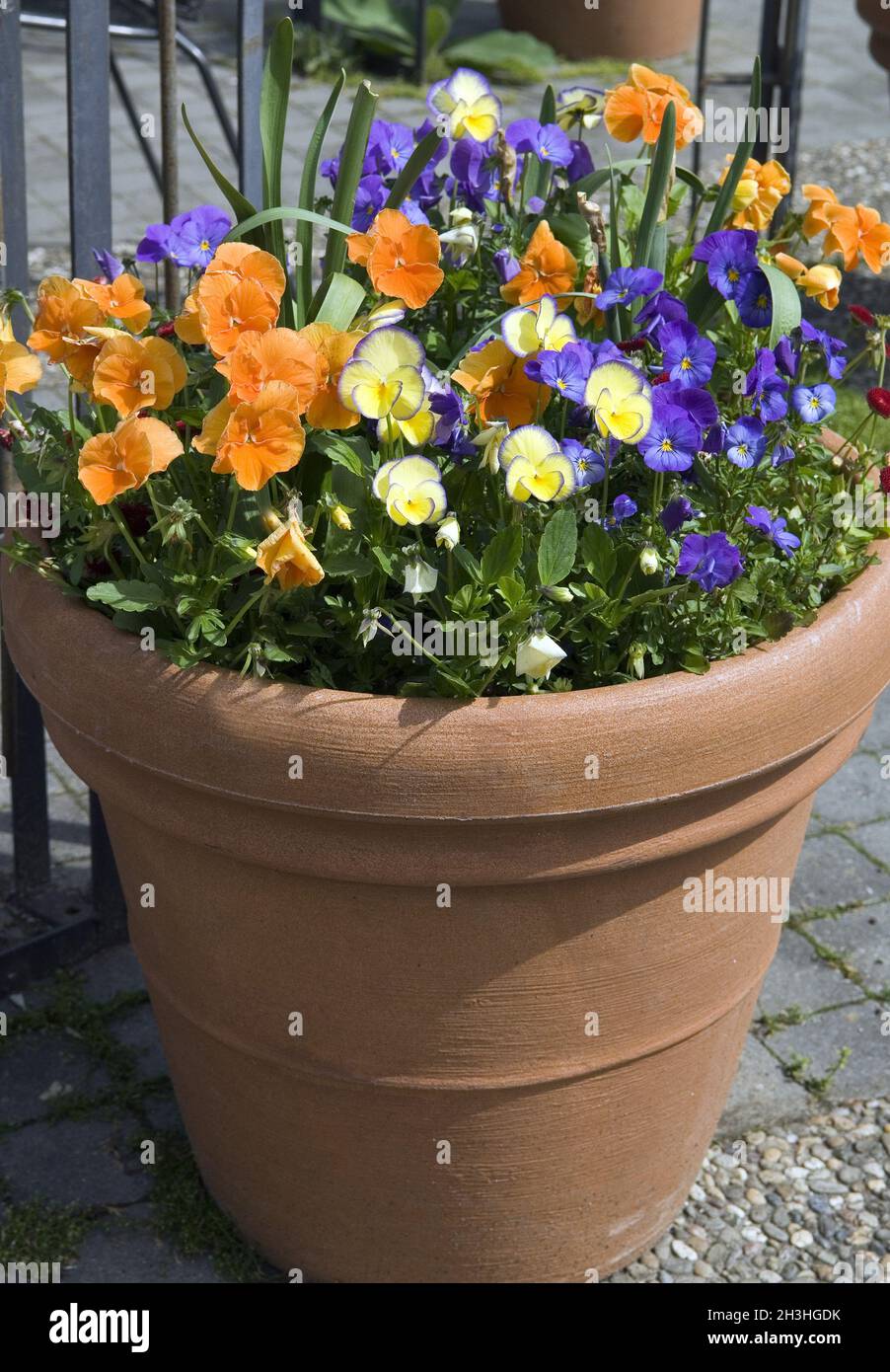 Stiefmutter blume Fotos und Bildmaterial in hoher Auflösung Alamy