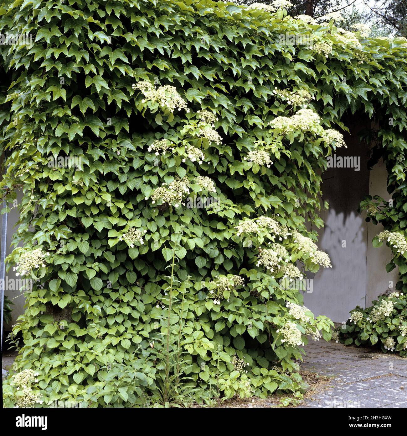 Kletterhortensie Fotos und Bildmaterial in hoher Auflösung Alamy