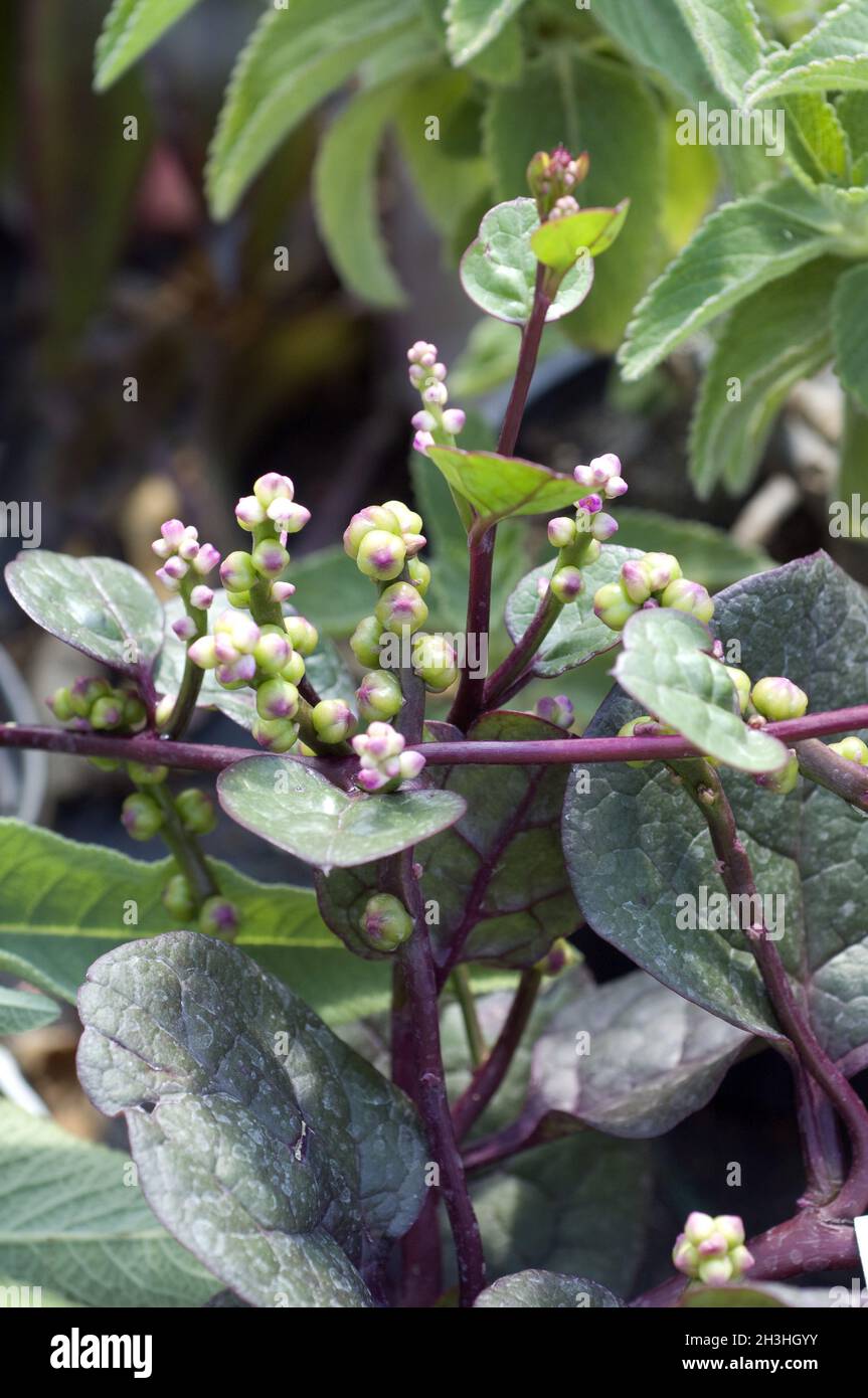 hebe variegata Hebe variegata 'Tricolor'