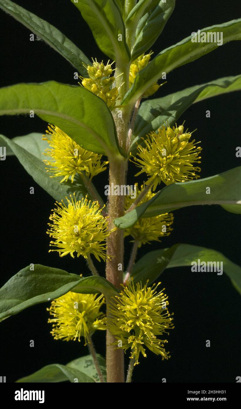 Straußenreiz, Lysimachia thyrsiflora Stockfoto