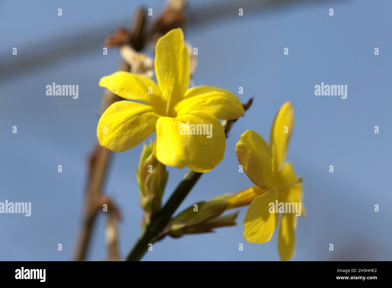 Winterjasmin; jasminum; Nudiflorum; Stockfoto