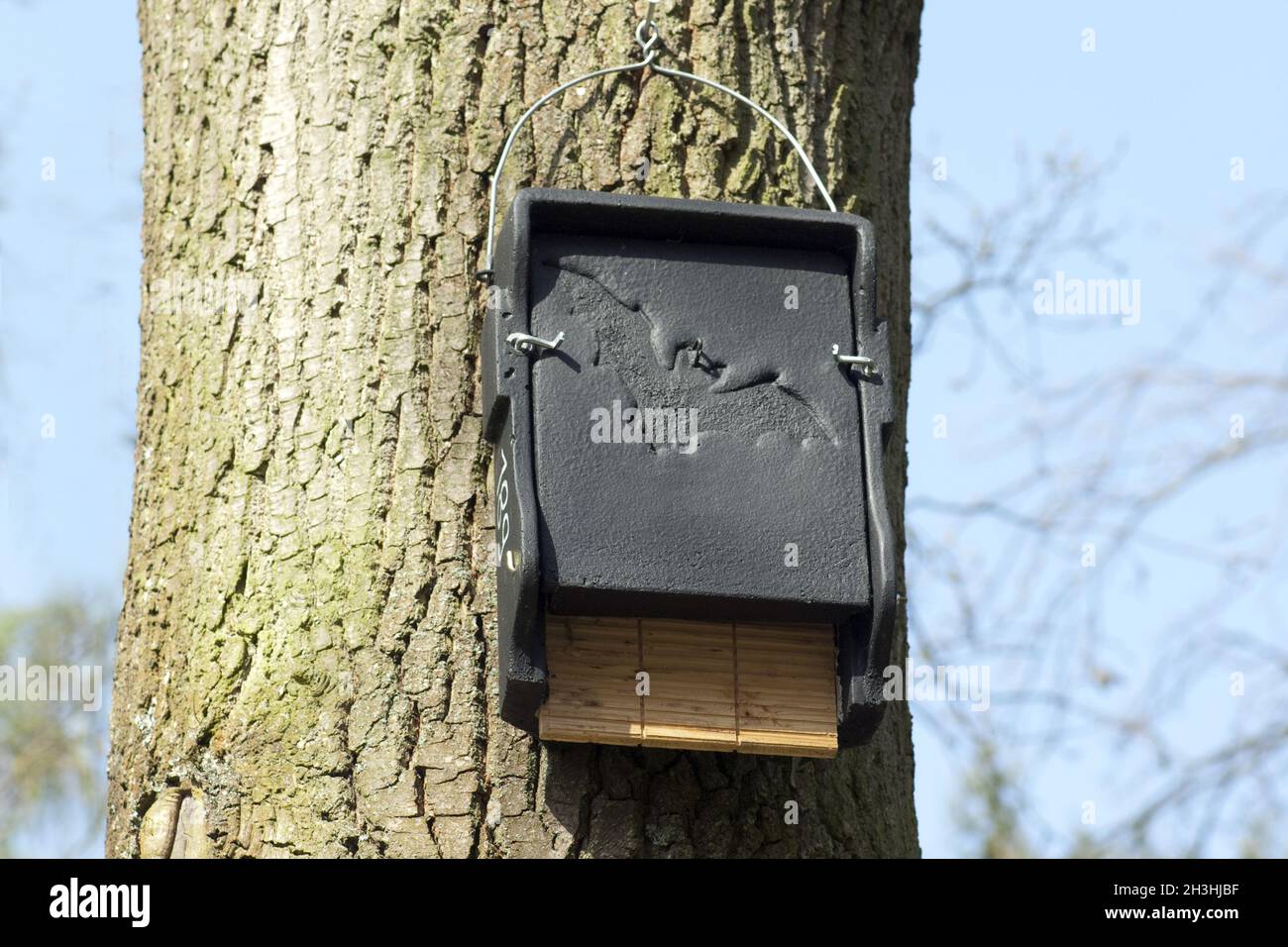 Nistkasten, Fledermaus Stockfoto
