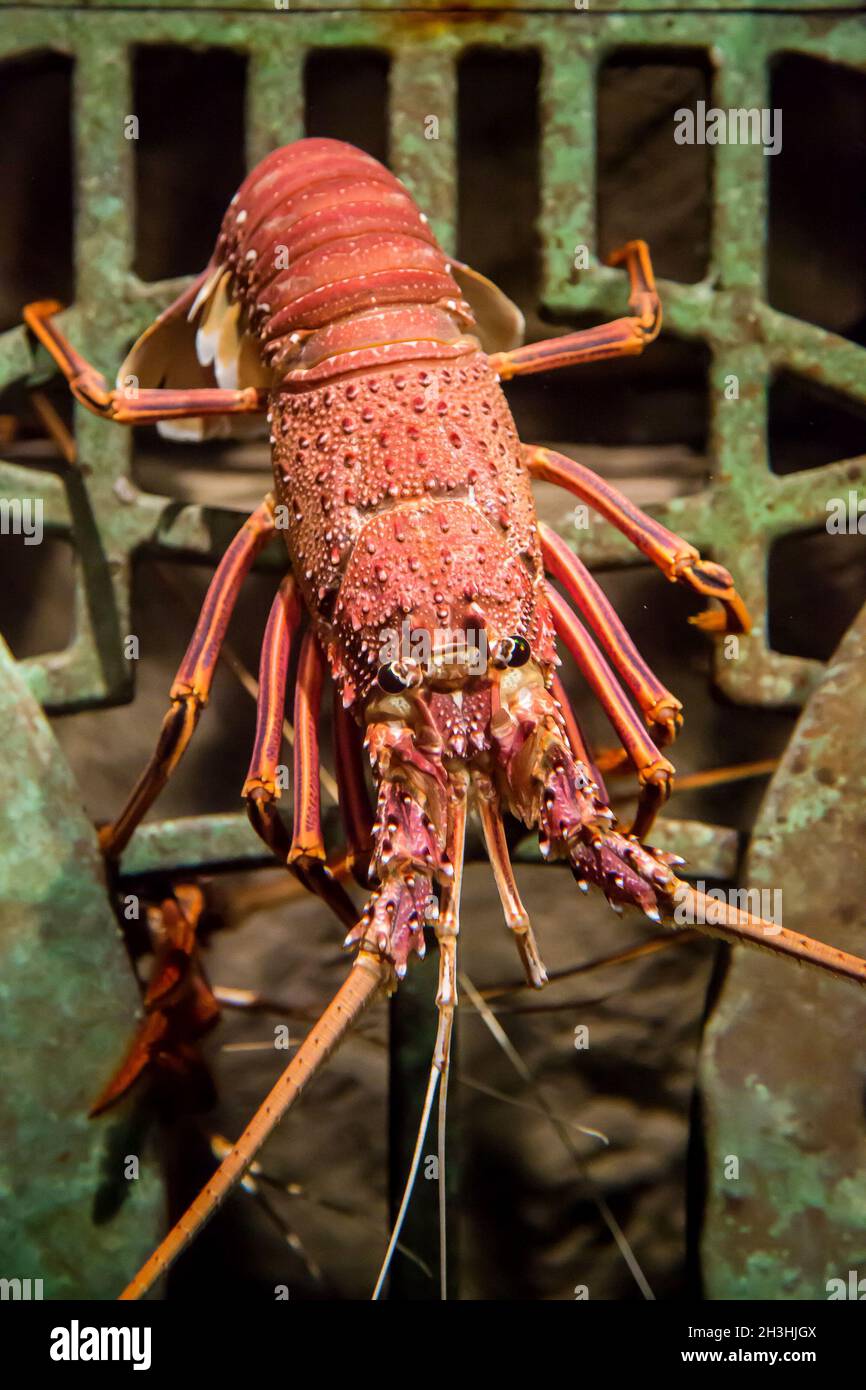 Lebender Hummer in einem Aquarium Stockfoto