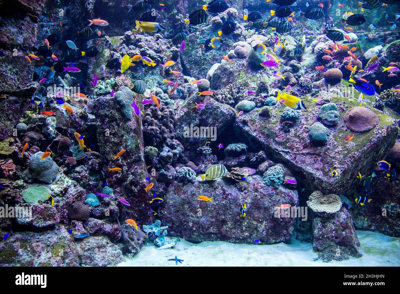 Tropische Aquarienfische an einem Korallenriff Stockfoto