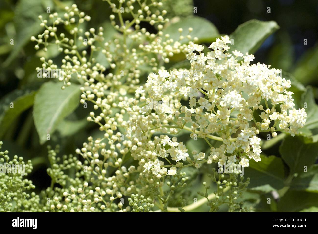 Elderflower sambucus nigra -Fotos und -Bildmaterial in hoher Auflösung ...
