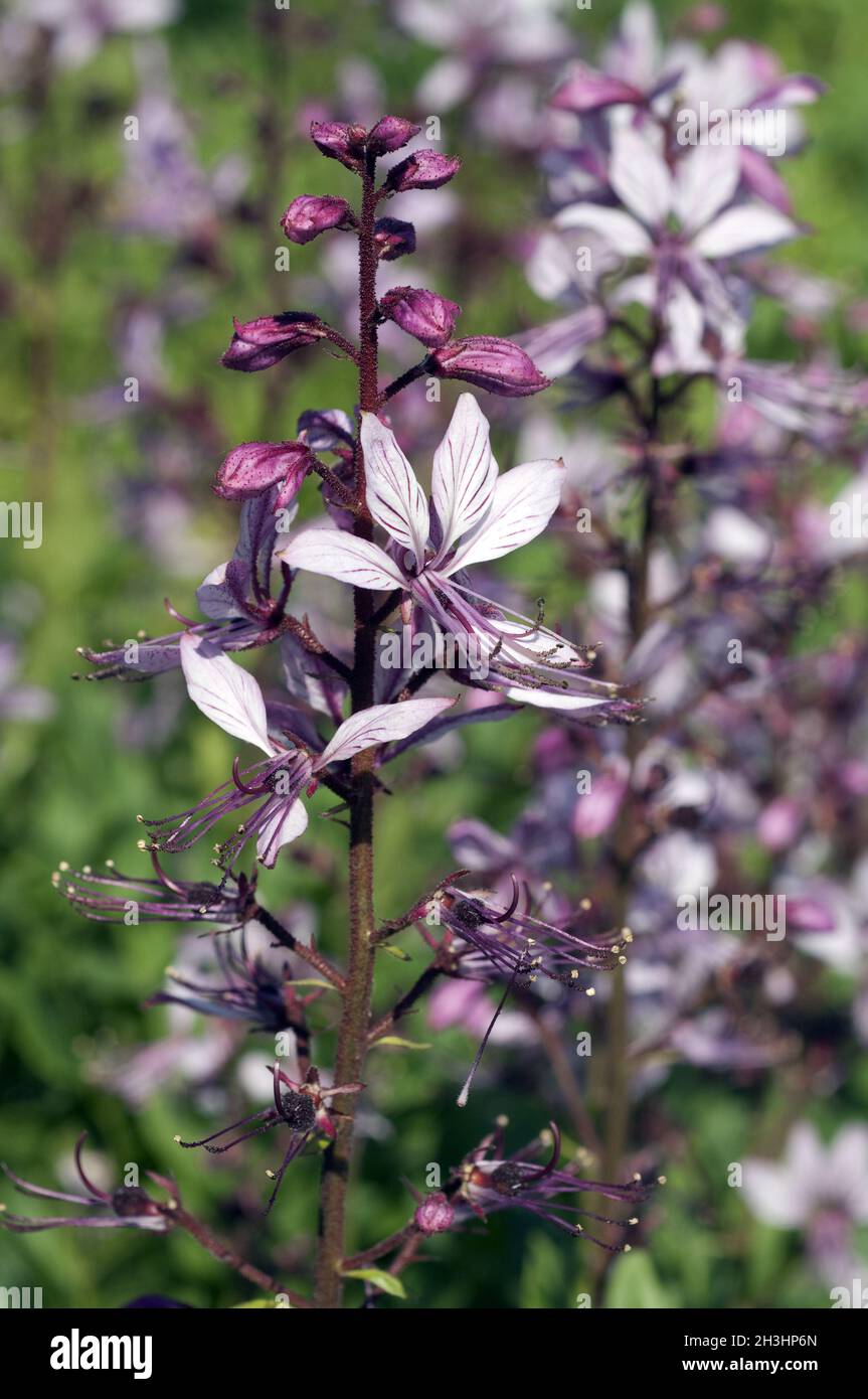 Diptam; Dictamnus Albus; Stockfoto