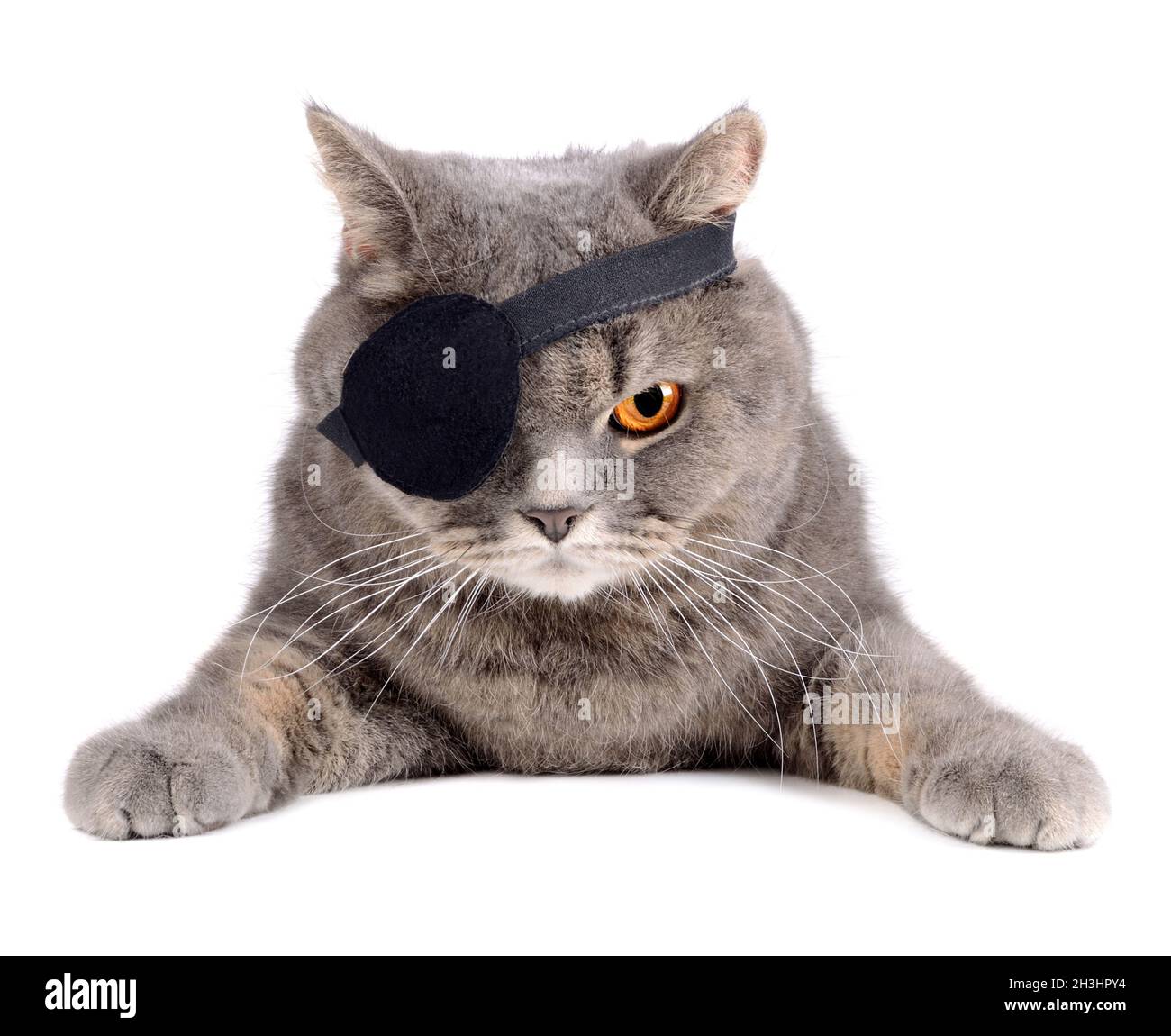 Piratenkatze Stockfoto