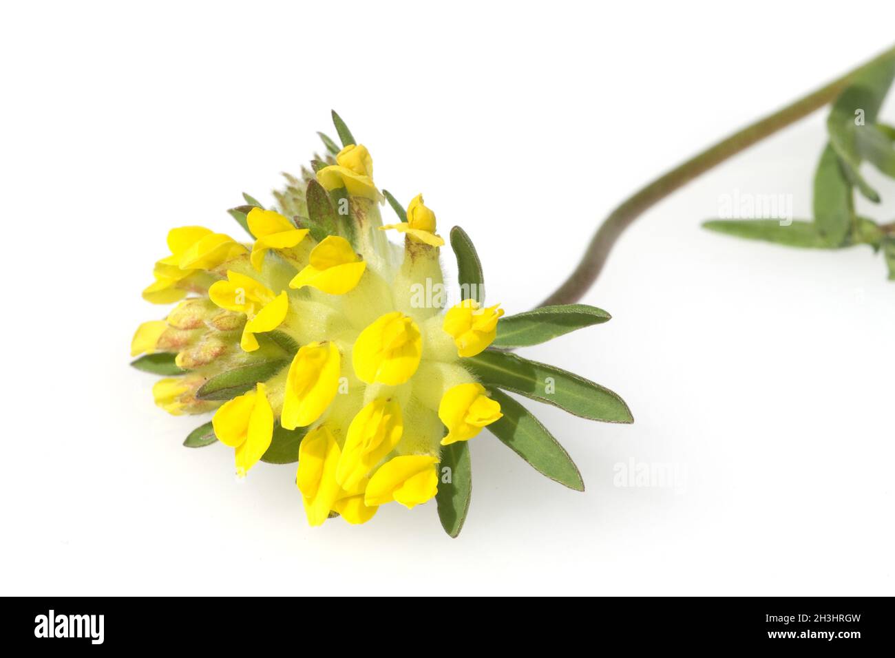 Nierenvetch; Anthyllis; Vulneraria; Stockfoto