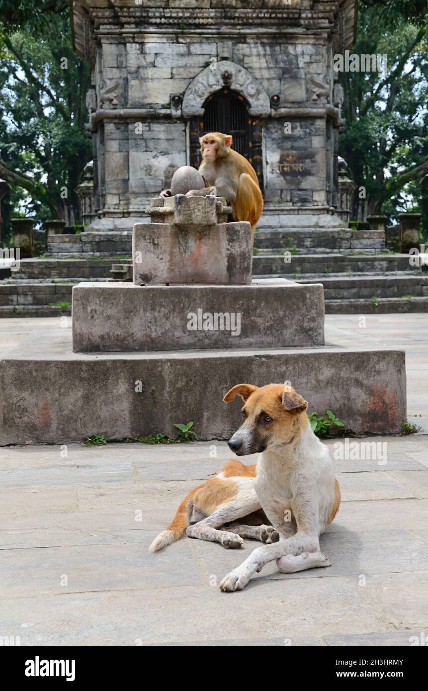 Affe ahd Hund Stockfoto