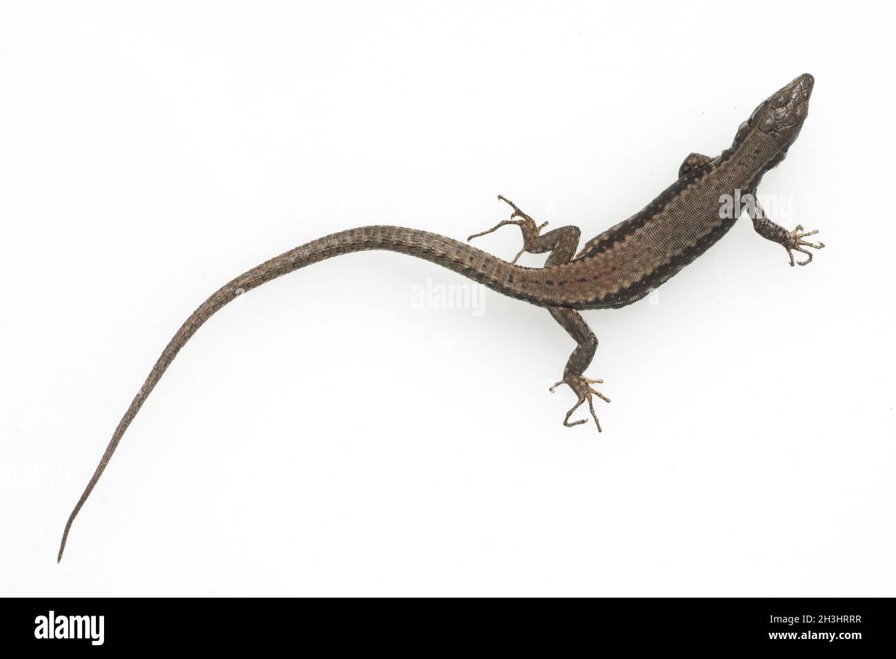 Mauereidechse, Podarcis, muralis, Stockfoto