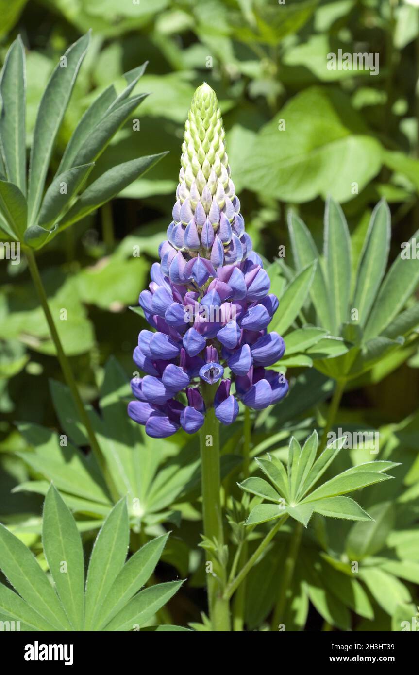 Lupine, Lupinus Angustifolius, Stockfoto