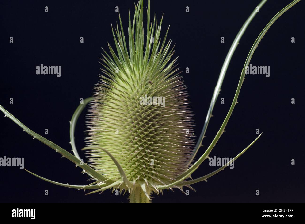Distel; Dipsacus; Cardoon; Stockfoto