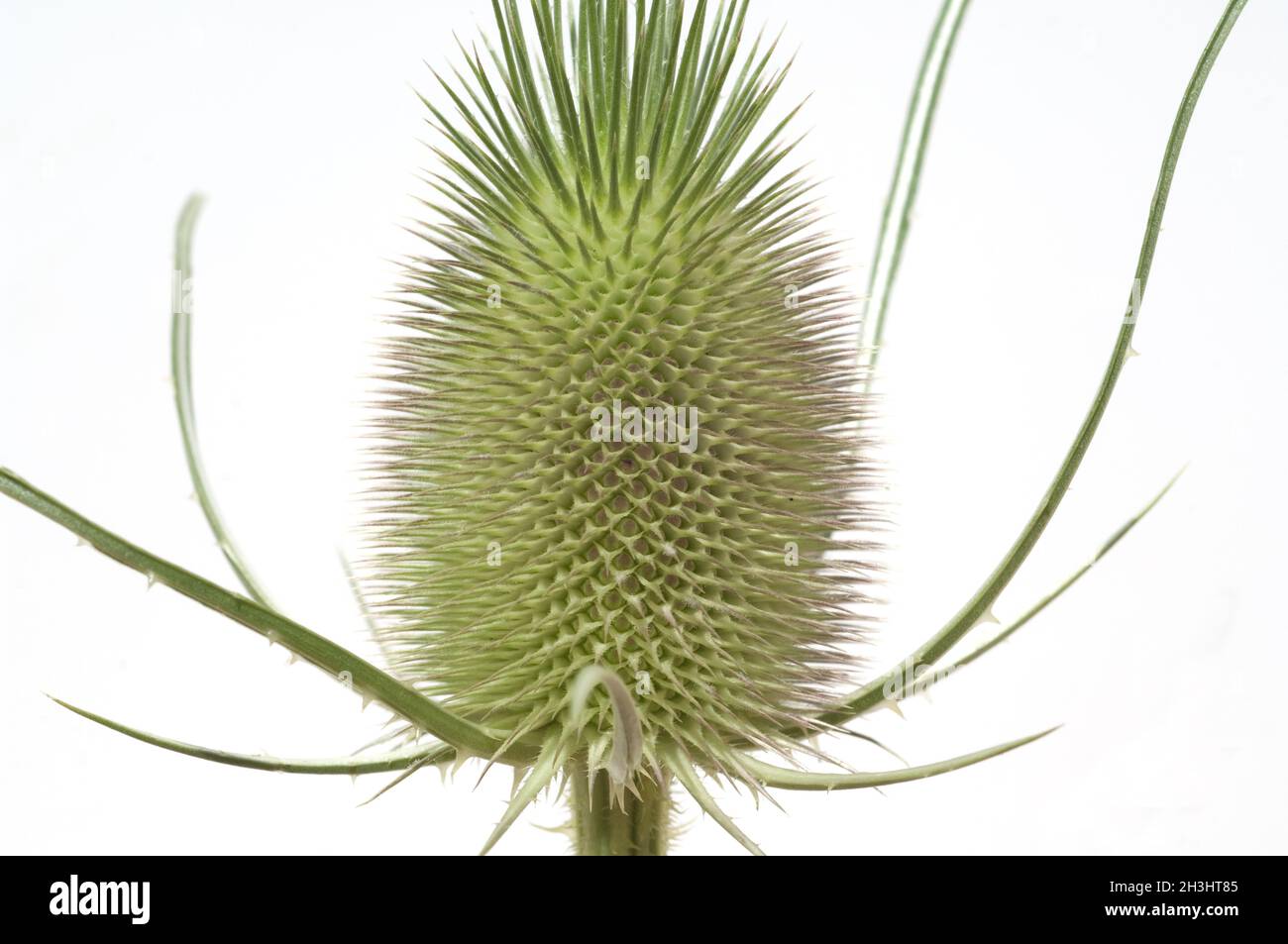 Distel; Dipsacus; Cardoon; Stockfoto