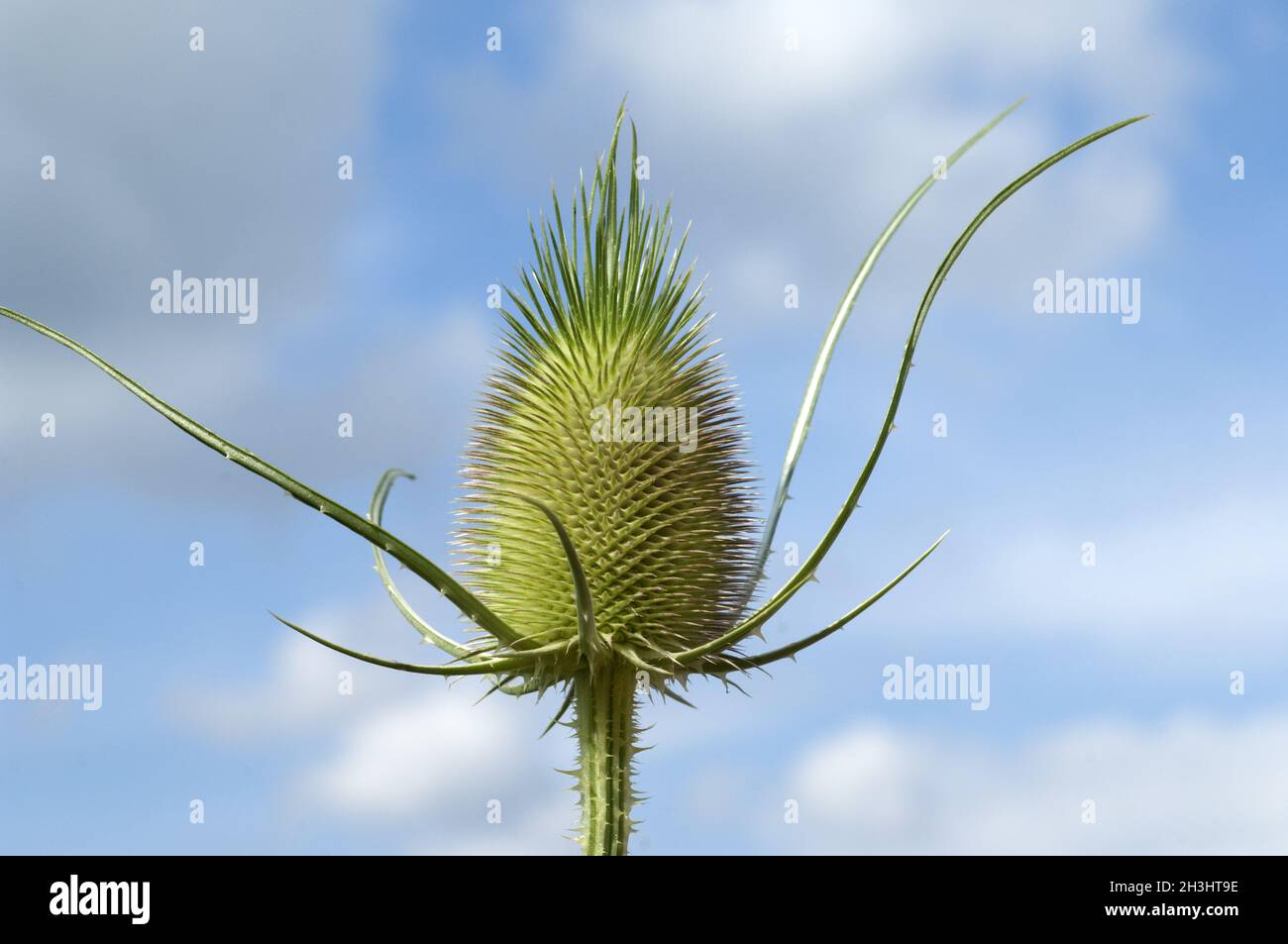 Distel; Dipsacus; Cardoon; Stockfoto
