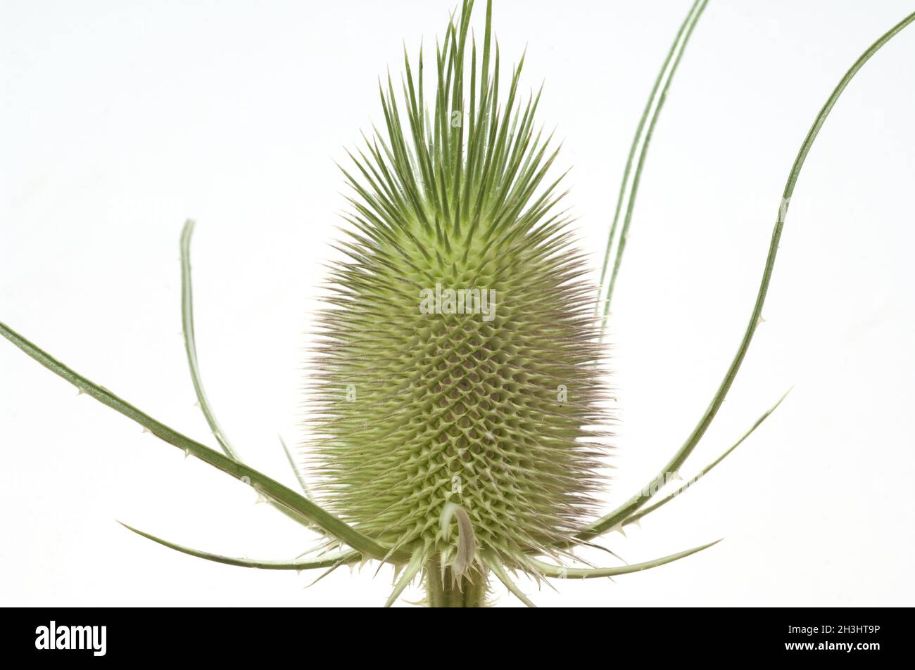 Distel; Dipsacus; Cardoon; Stockfoto