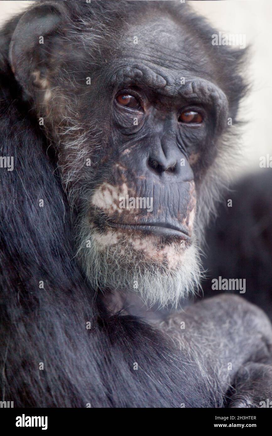 Westlicher Flachlandgorilla portrait Stockfoto