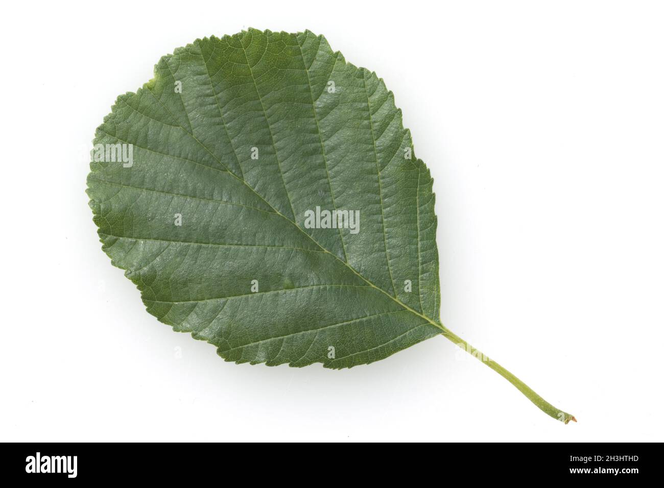 Erlenblatt, Blatt, Blätter, Erle; schwarze Erle; Erle; Stockfoto