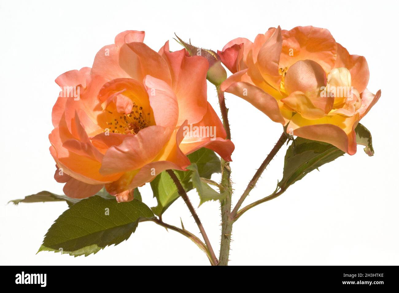 Westerland, Strauchrose, Stockfoto