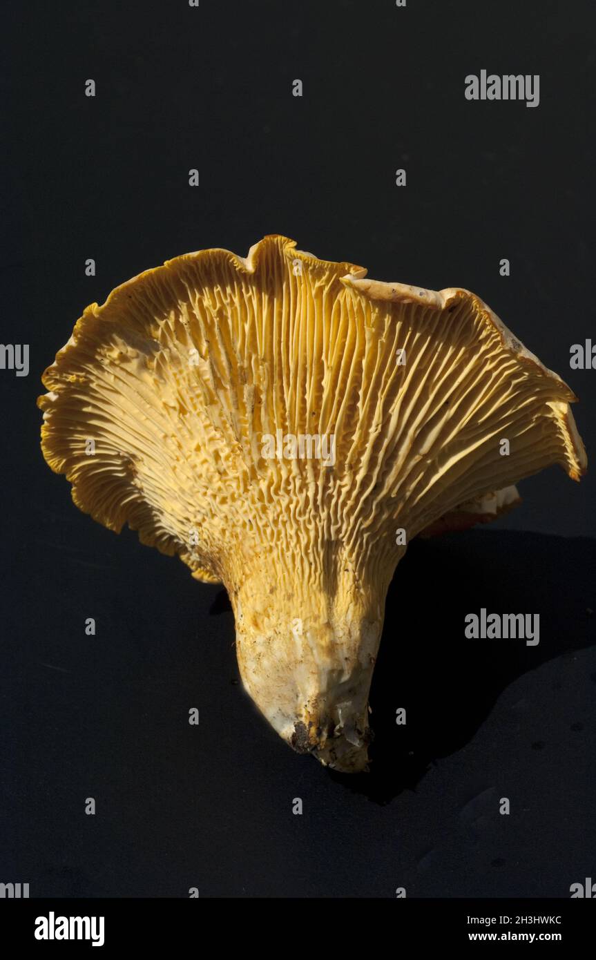 Pfifferlinge; Pfifferlinge; Pfifferlinge; Cantharellus; Cibarius; E Stockfoto