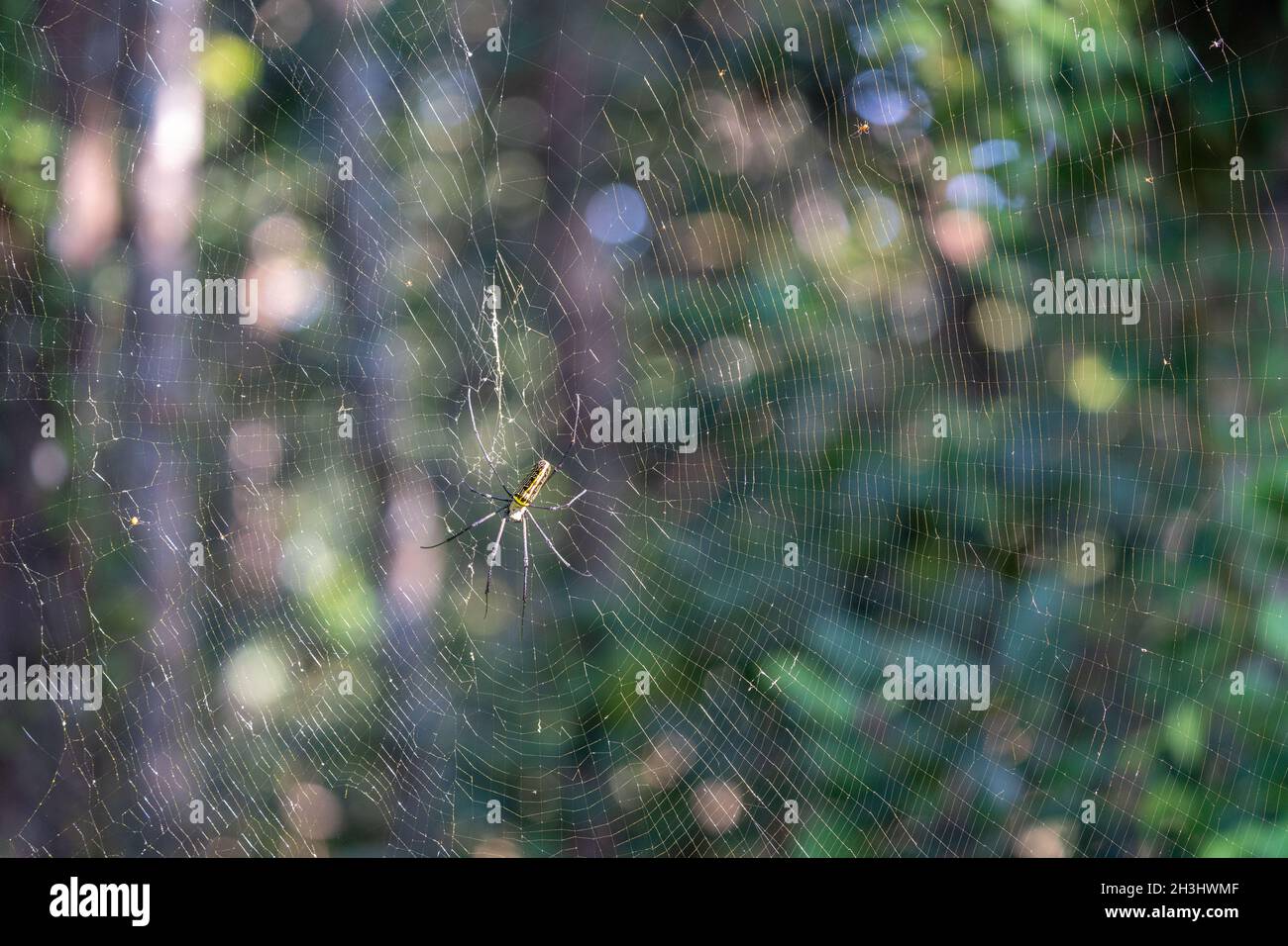 Eine riesige Orb Weaver Spider, die auf ihrem riesigen Netz sitzt. Stockfoto