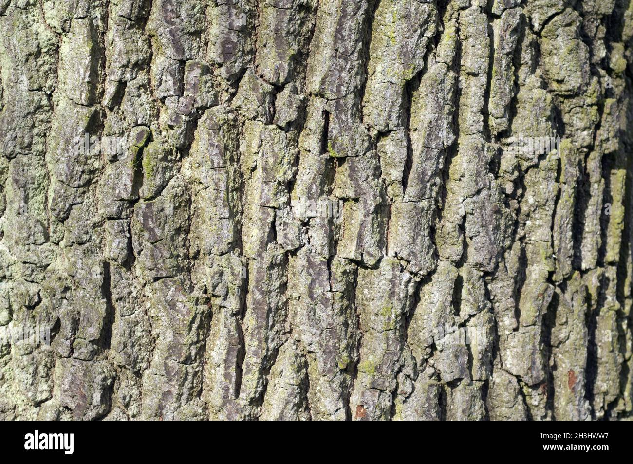 Eichenrinde, Stamm, Quercus; Robur Stockfoto
