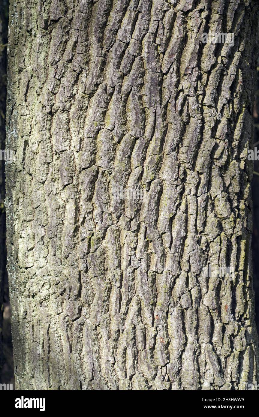 Eichenrinde, Stamm, Quercus; Robur Stockfoto