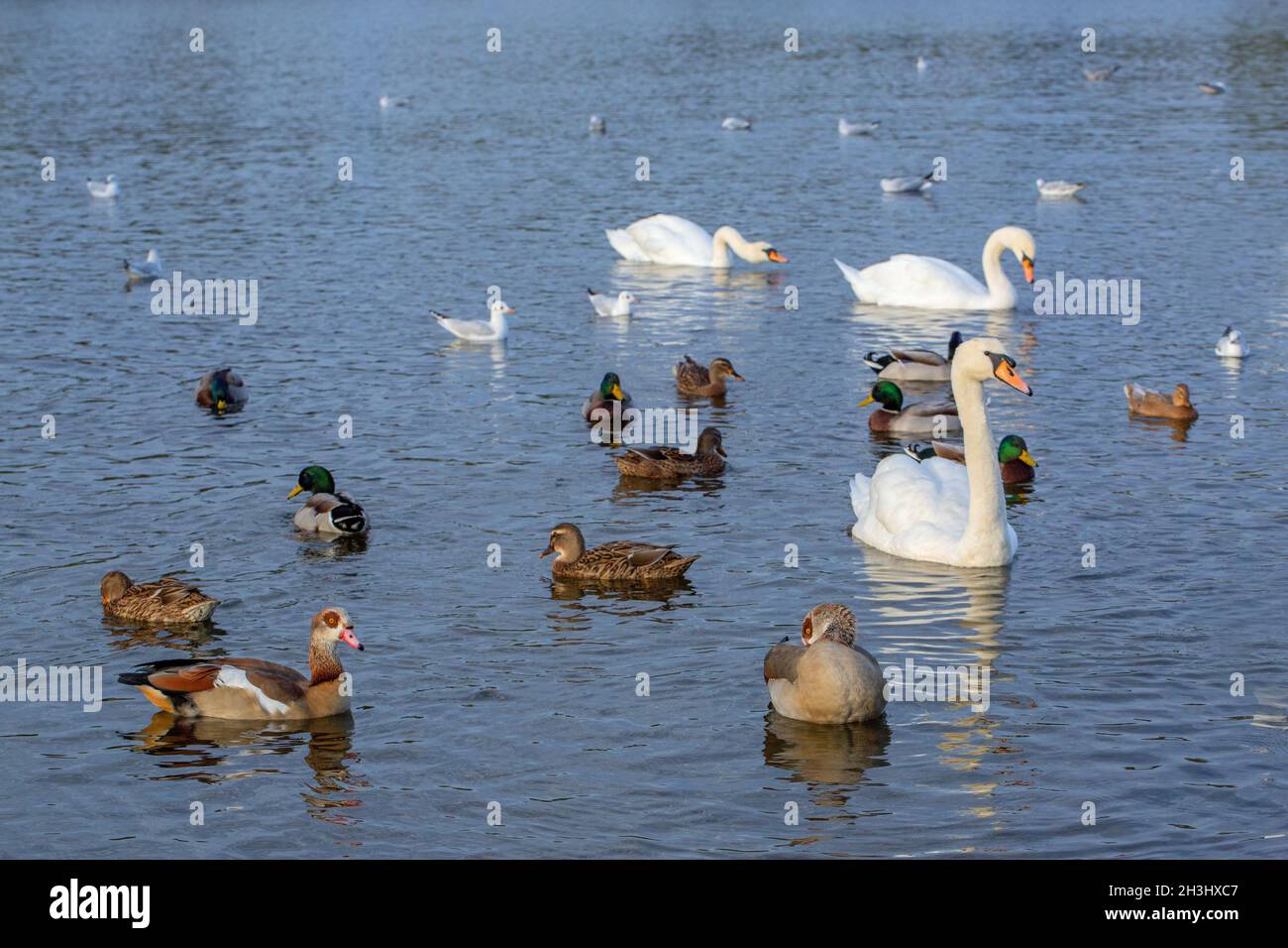 Wasservögel oder Wildvögel, die auf dem Great Broad, Whitilingham Park, Norwich, schwimmen. Mallard, Mute Swans, eingeführt, wild lebend, Ägyptische Gänse, Schwarz- Stockfoto