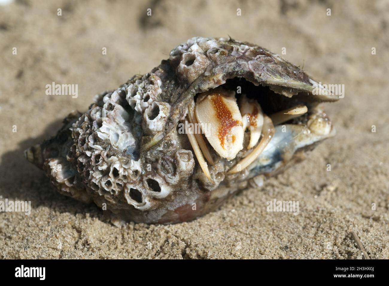 Einsiedlerkrebs, Pagurus, bernhardus, Stockfoto