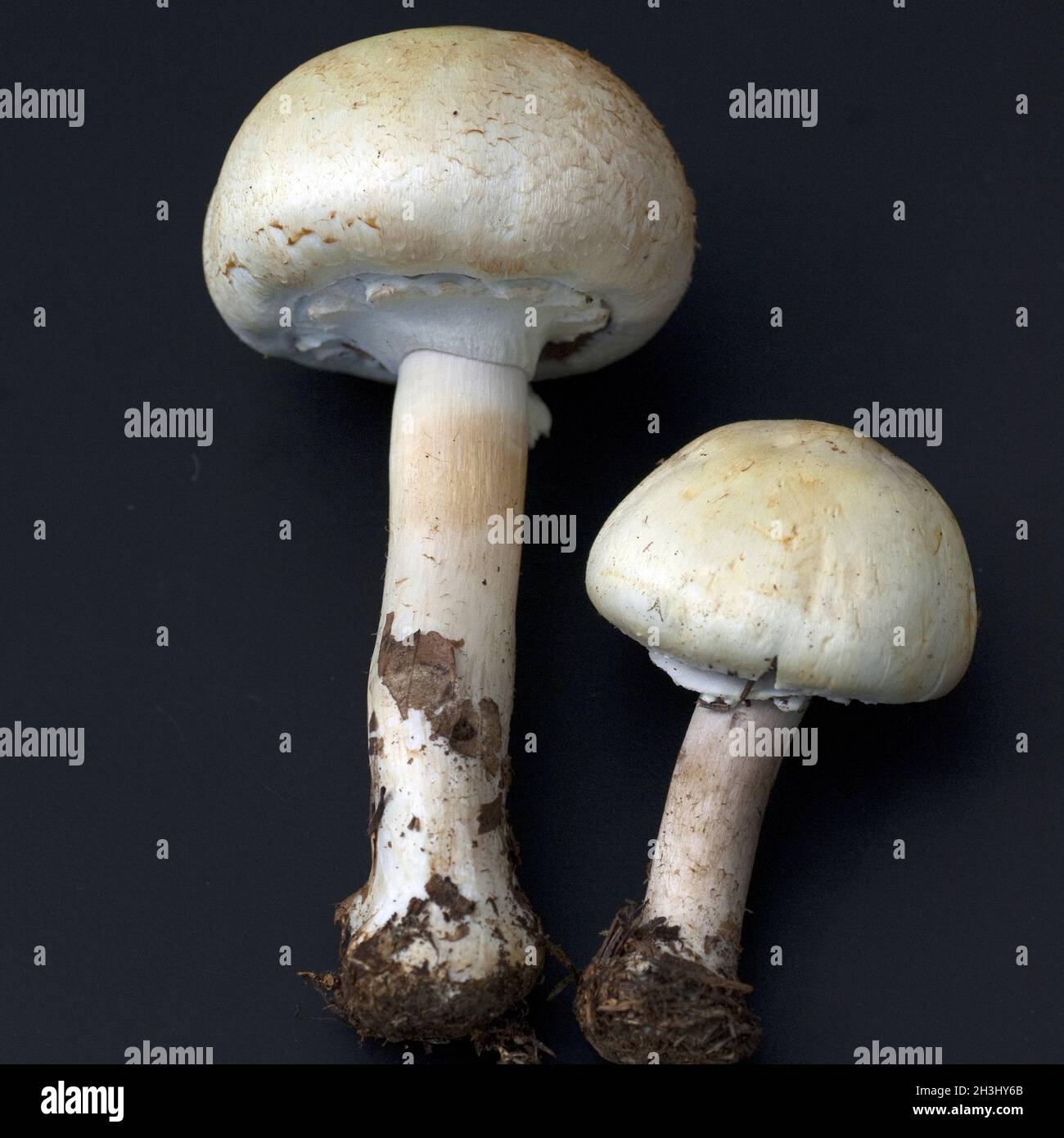 Waldchampignon, Wald-Champignon Agaricus, Silvaticus, Stockfoto