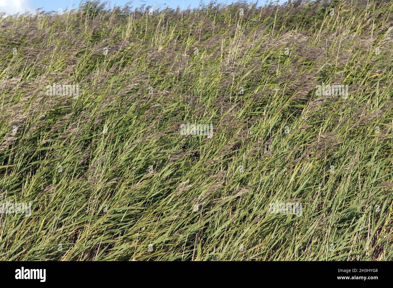 Salzwiese; Boehl; Sankt Peter-Ording; Stockfoto