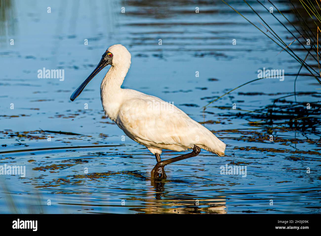 Royal Spoonbill Bird Wandern im Wassersee Stockfoto