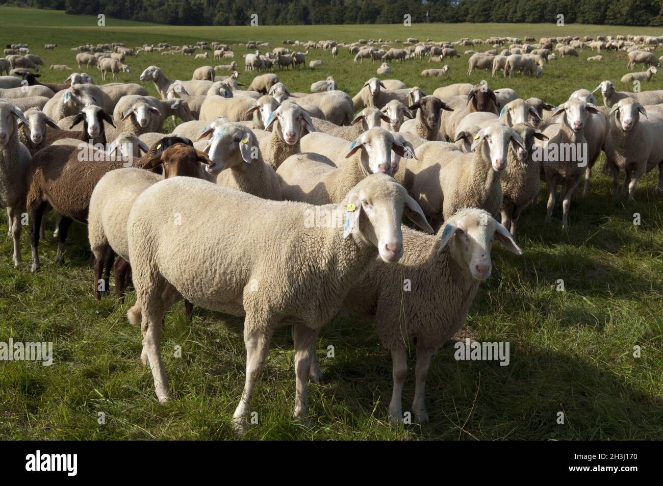 Schafe, Schafherde Stockfoto