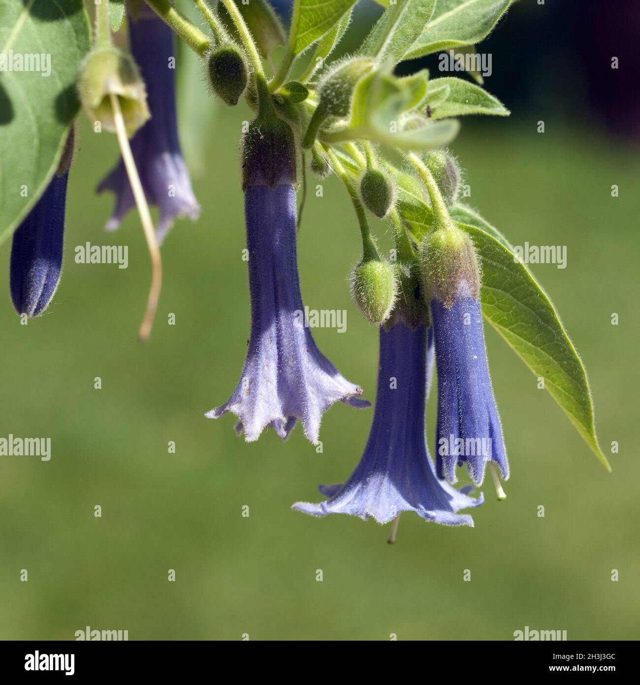 Australischer Glockenbusch, Acnistus arborescens Stockfoto