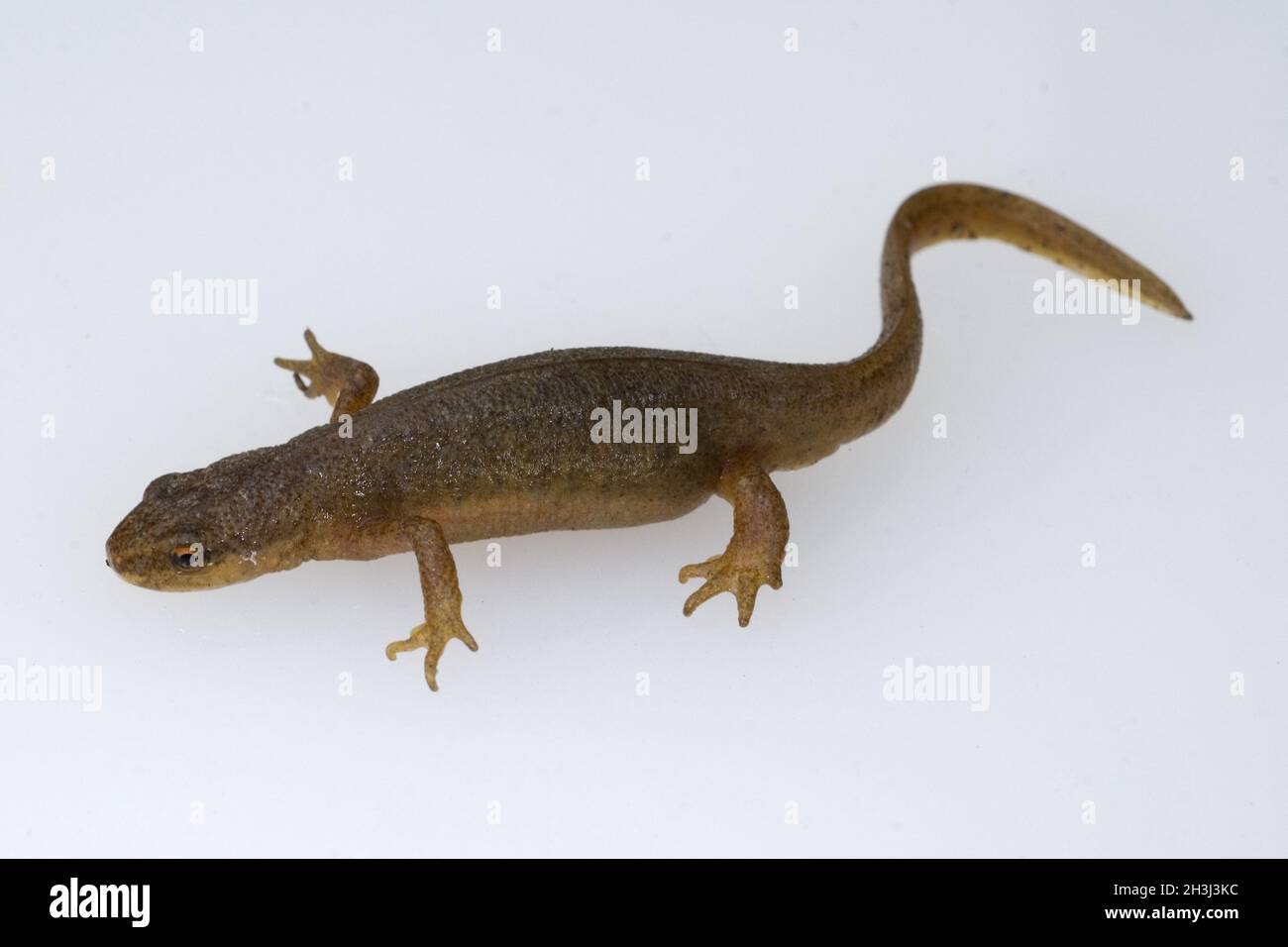 Bergmolch alpenmolch (triturus alpestris) -Fotos und -Bildmaterial in ...