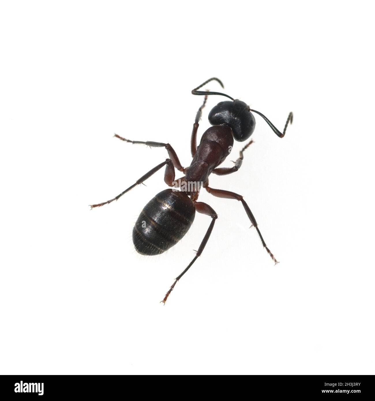 Schwarze Pferdeamse; Camponotus; Herculeanus Stockfoto