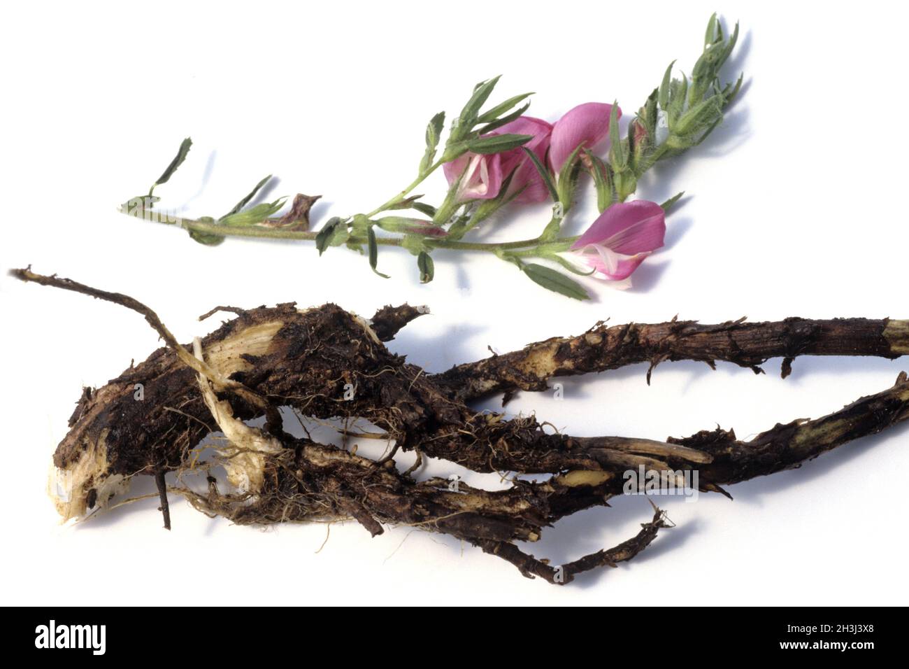 Hauhechelwurzel Stockfoto