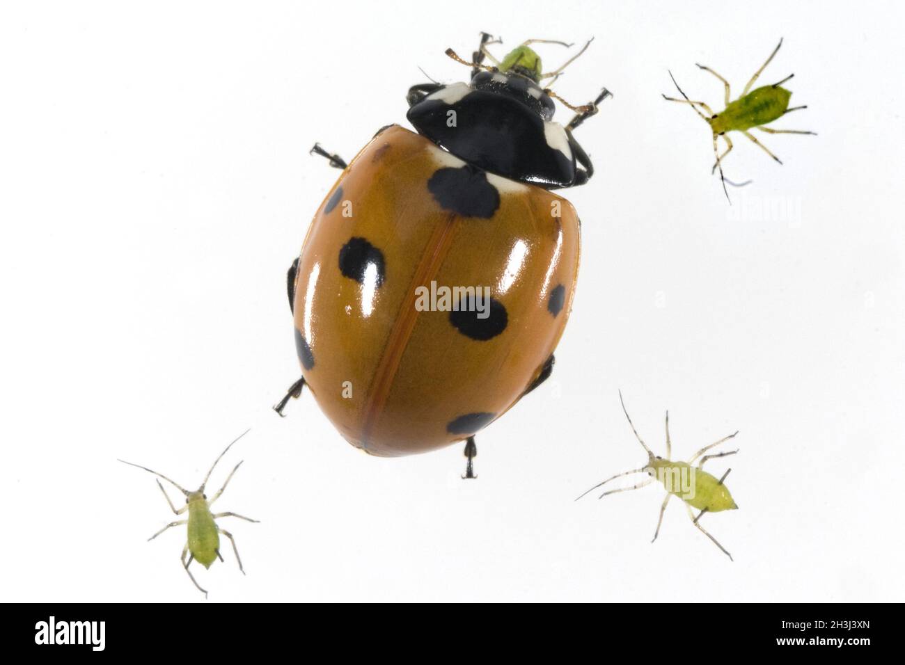 Marienkaefer, Coccinella, Semptempunctata, Stockfoto