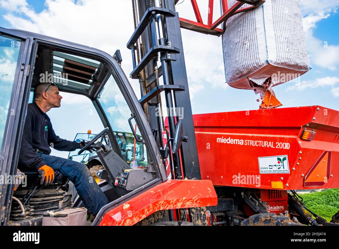 Laden von Kartoffeln in einen Behälter im Kibbuz Yad Mordechai in der Region Hof Ashkelon, Südisrael Stockfoto