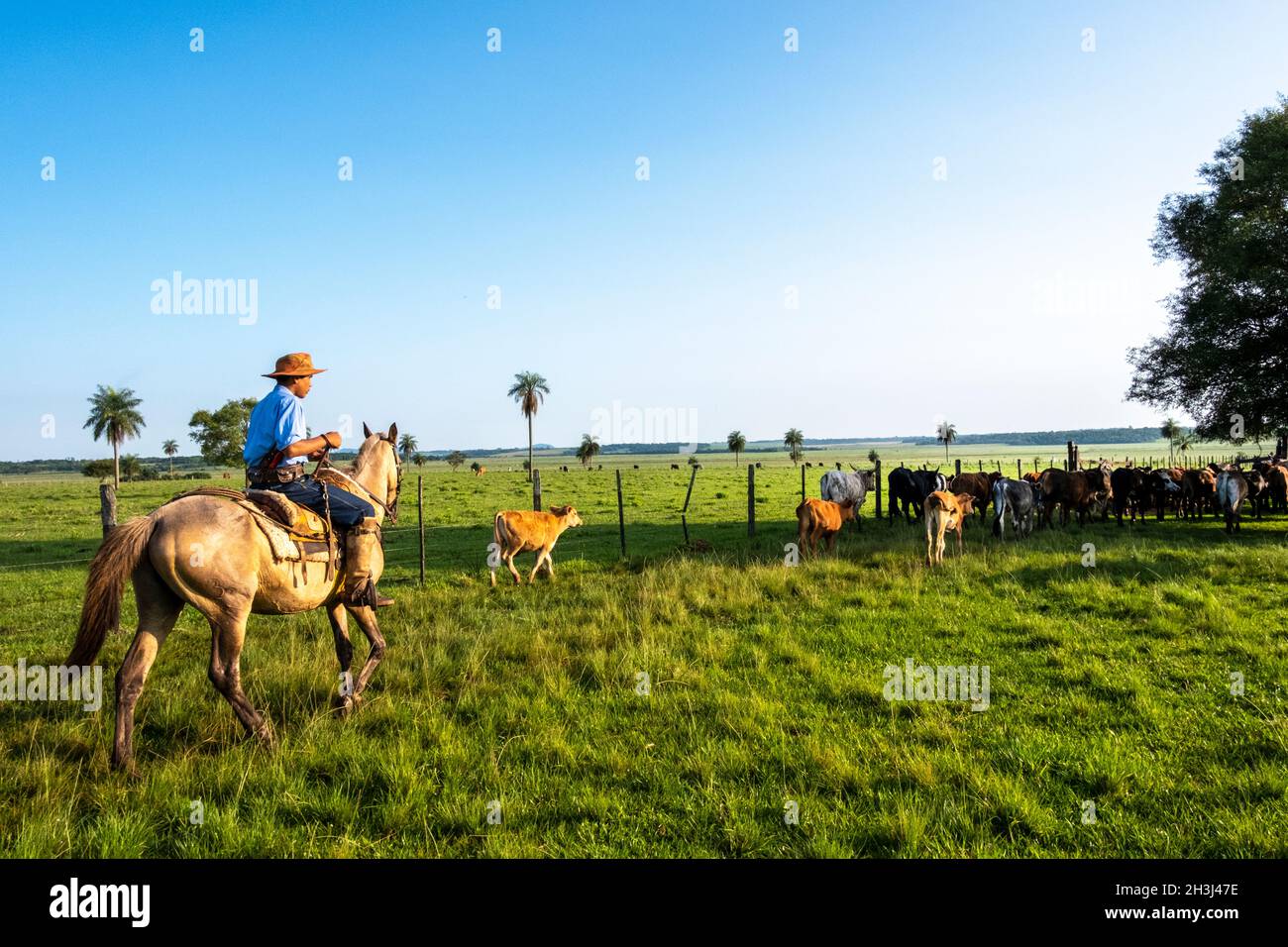 Ein Gaucho, der Rinder auf einer Ranch in Santiago, Paraguay, hütet Stockfoto