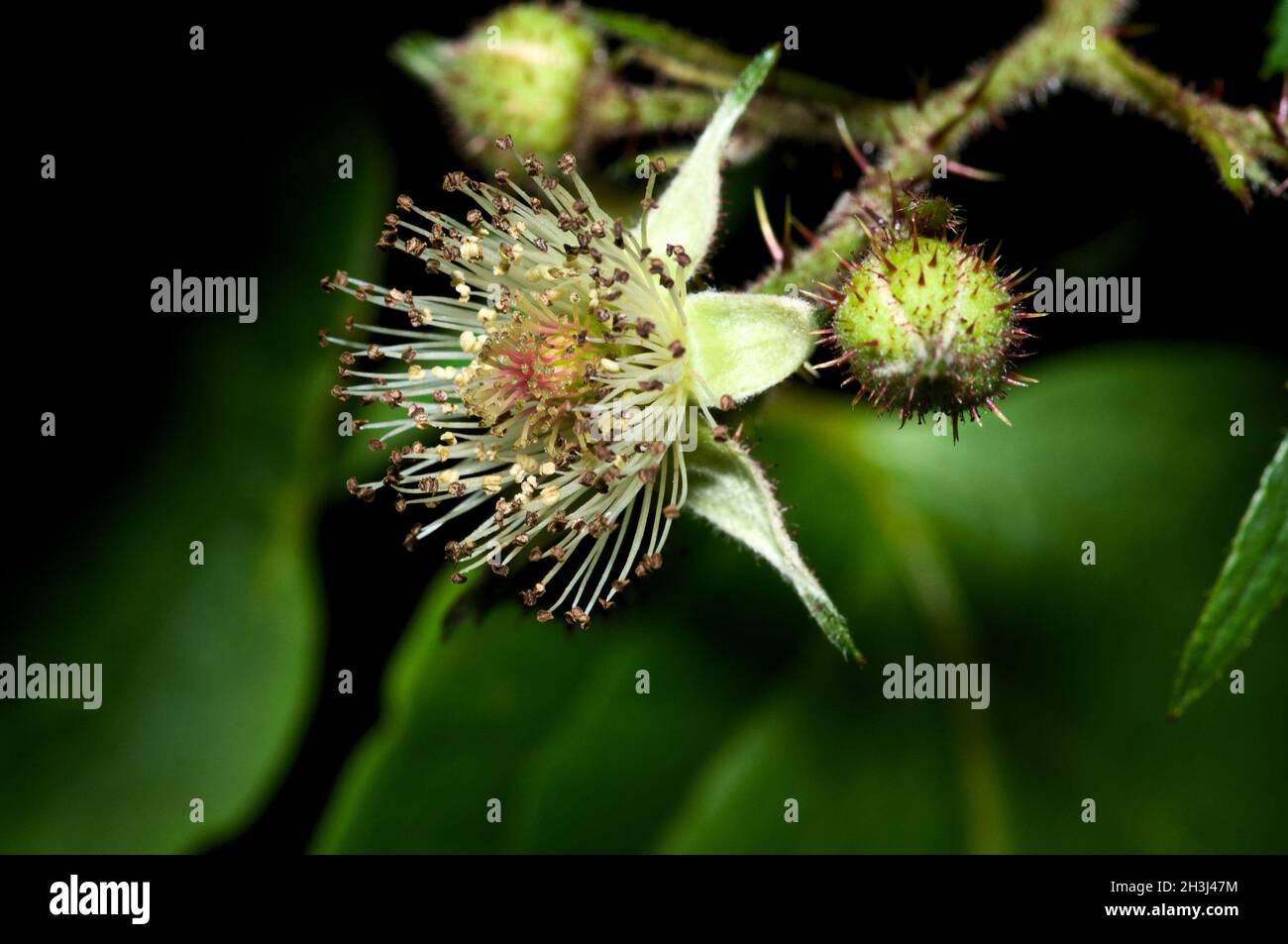 BlackBerry Flower Nahaufnahme Stockfoto