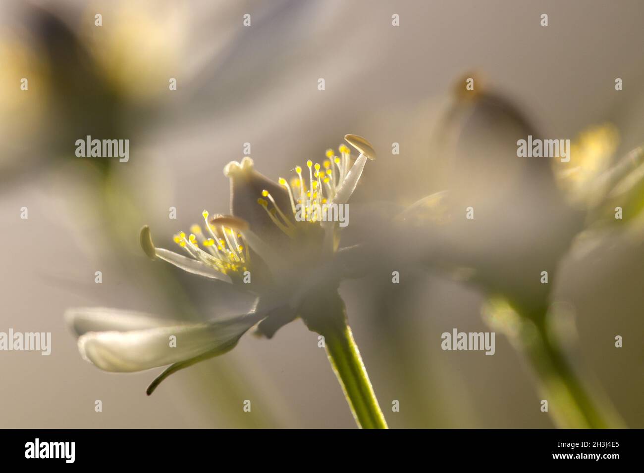 Marschgras von Parnasus Stockfoto