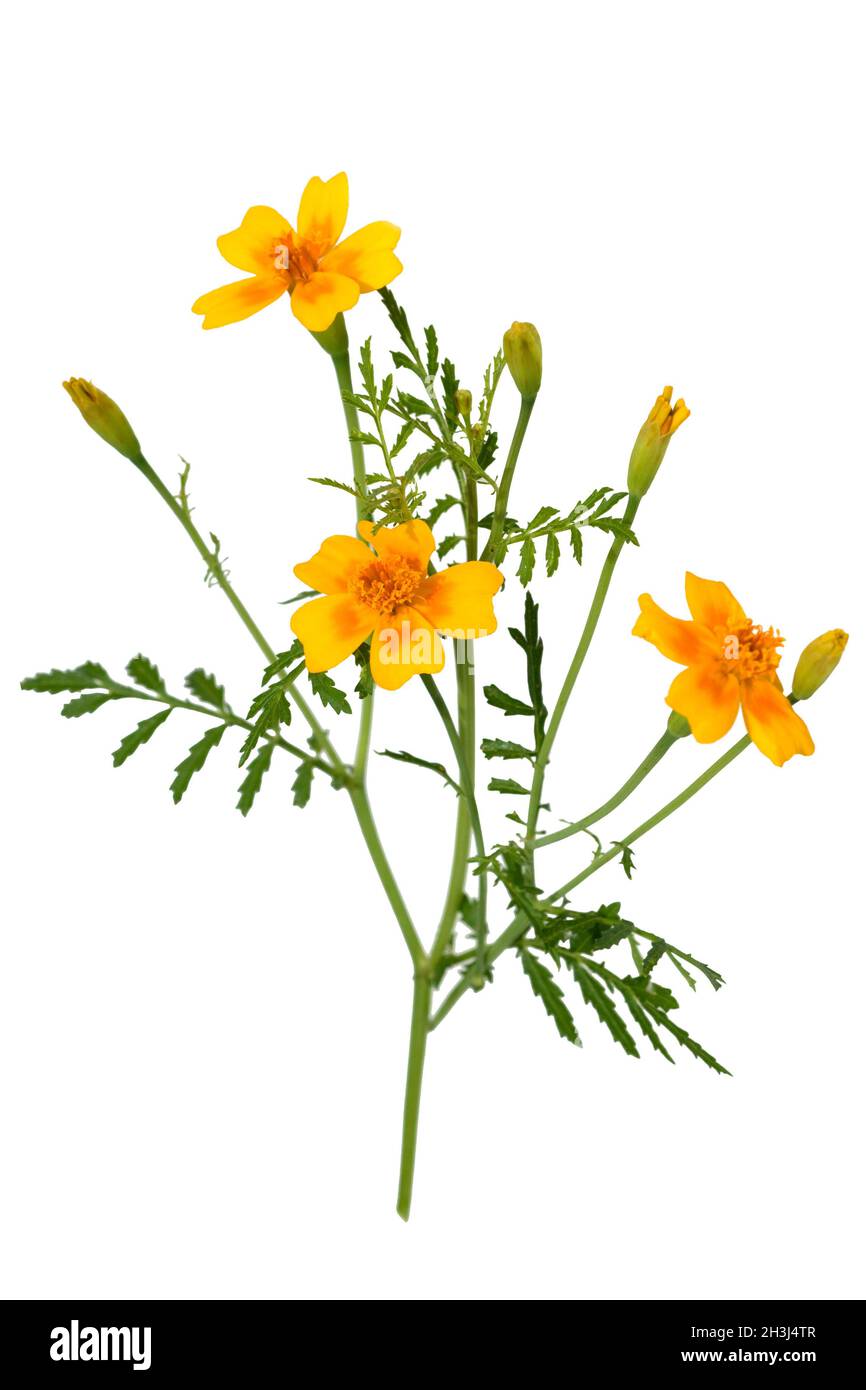 Würzige Tagetes; Tagetes tenuifolia Stockfoto