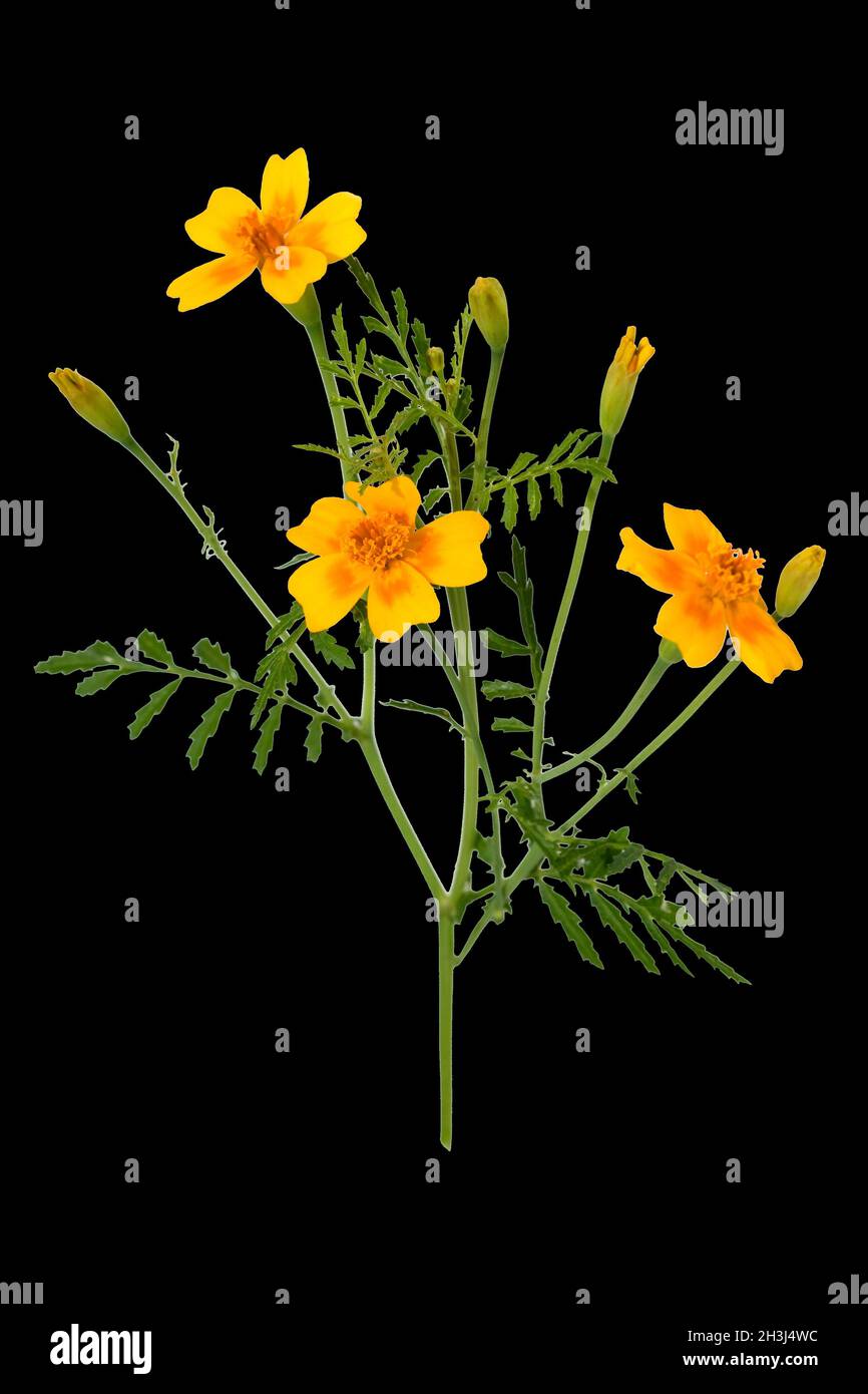 Würzige Tagetes; Tagetes tenuifolia Stockfoto
