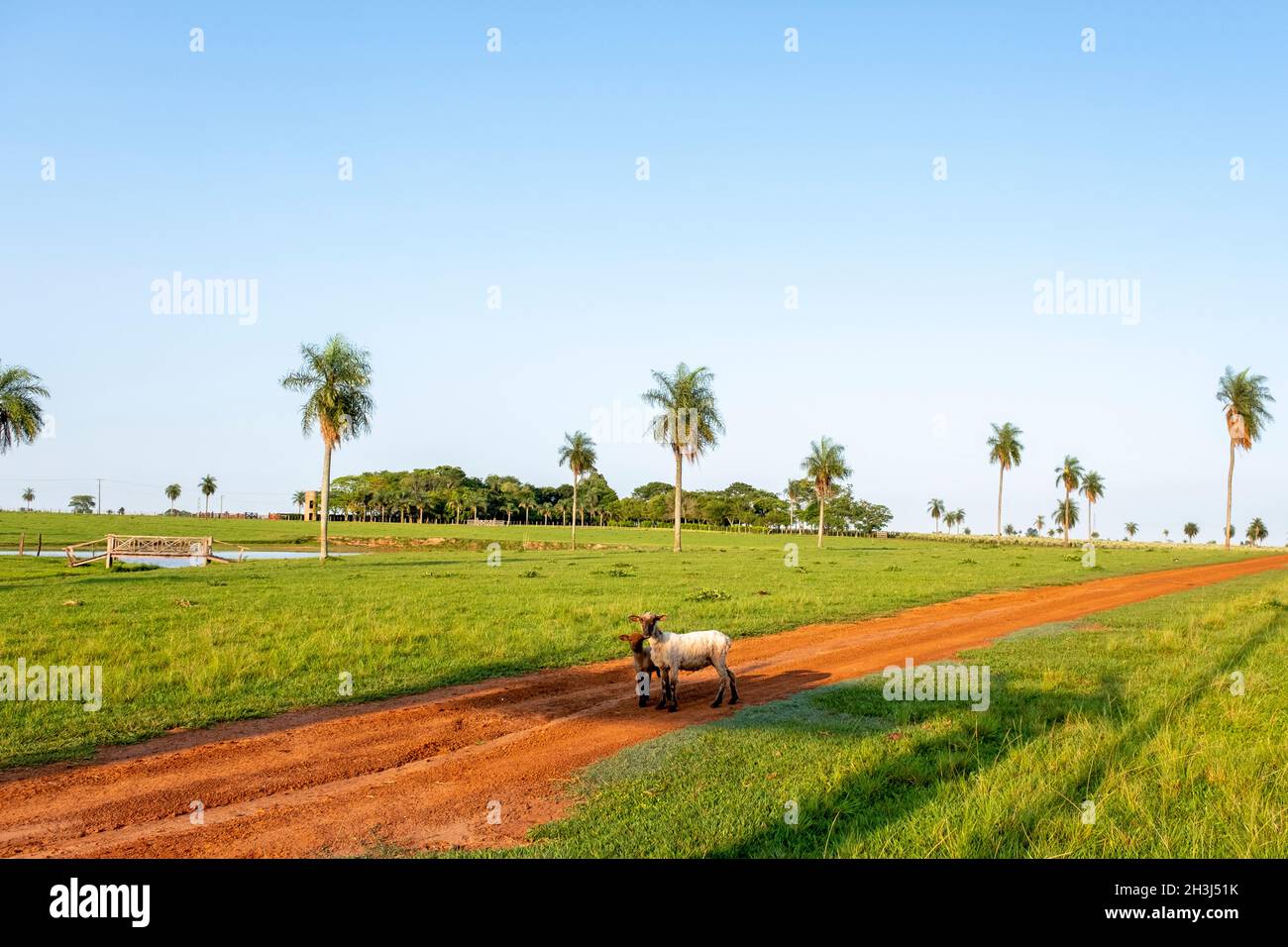 Schafe mit einem Lamm auf einer Ranch in Santiago Paraguay Stockfoto