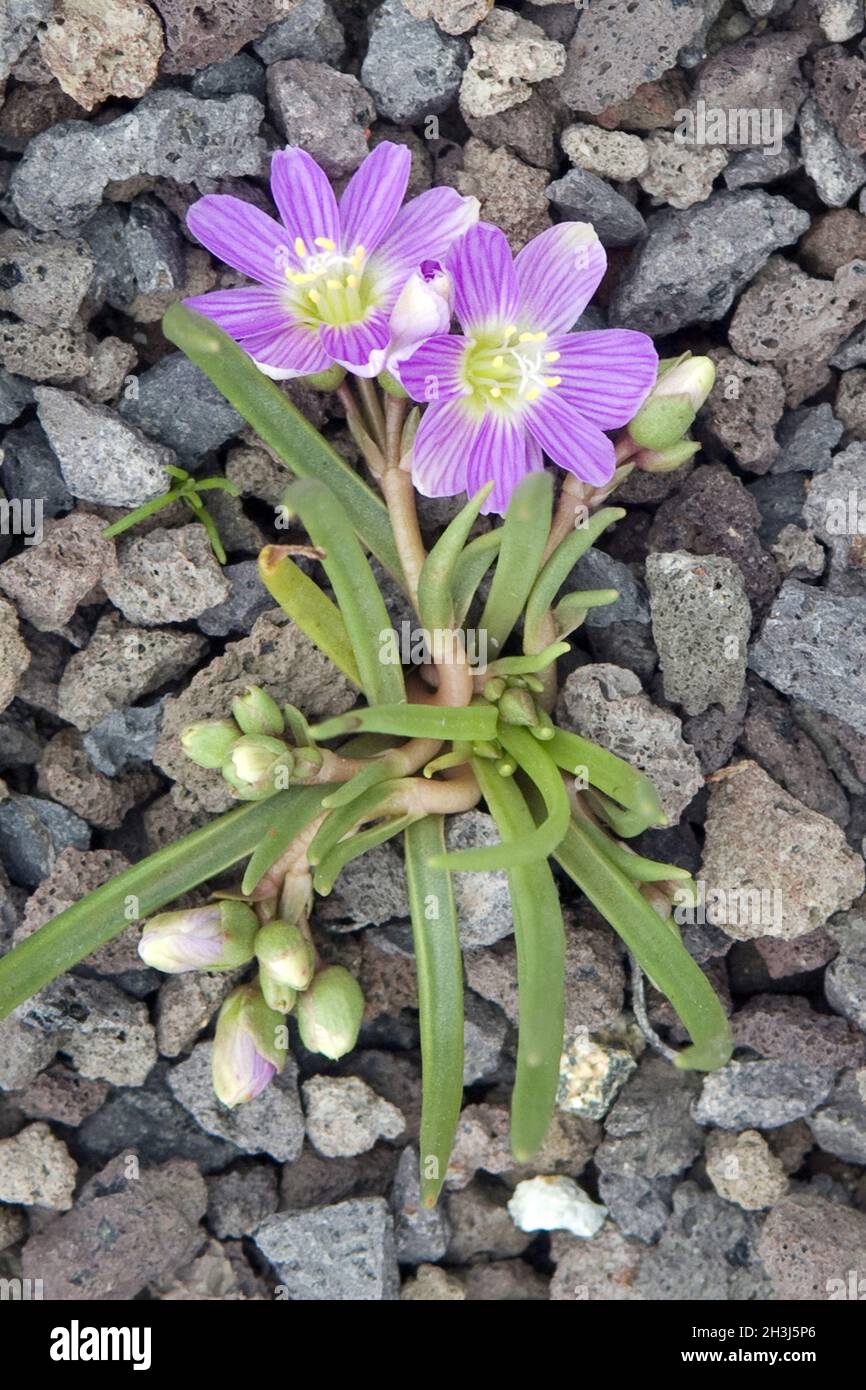 Bitterwurz Lewisia cotyledon Stockfoto